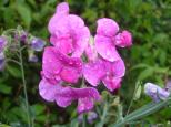 [A pretty flower along the path]