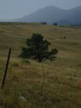 [Barbed-wire fence and a meadow]