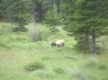 [Blurry bull-elk]