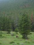 [A bull-elk in a field]