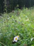 [Flowers in the foreground, elk in the background]