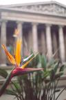 [Bird of Paradise plant outside of The
British Museum]