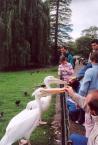 [Pelicans in St. James Park]