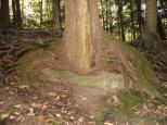 [A tree growing on a rock]