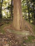 [A tree growing on a rock]