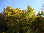 [Trees and sky]