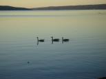 [Geese on Cayuga Lake]