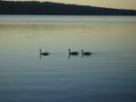 [Geese on Cayuga Lake]