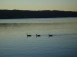 [Geese on Cayuga Lake]