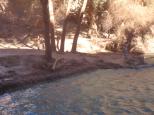 [Looking back at the bank from Havasu Falls]