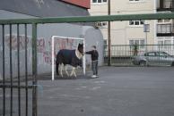 [A horse in a playground (horse-play?)]