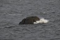 [Rock in Galway Bay]