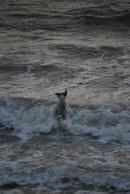 [Dog chasing ball into the water in Galway Bay]