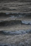 [Dog chasing ball into the water in Galway Bay]