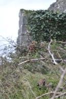 [Blackberries by Dunguaire Castle]