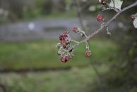 [Blackberries by Dunguaire Castle]