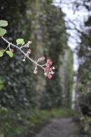 [Blackberries by Dunguaire Castle]