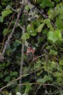 [Blackberries by Dunguaire Castle]