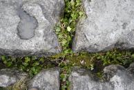 [Plants growing in cracks in rocks]