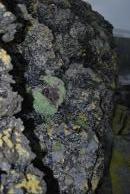 [Lichen on cliff rocks]