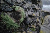 [Close-up of cliff lichen]