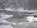 [Branch hanging over Fall Creek]