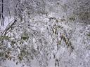 [Snow-covered bushes blocking the trail]