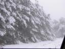 [Winter trees in snow]