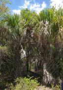 [Path through the palms]