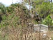 [Reeds and footbridge in distance]