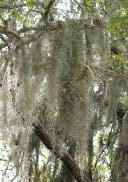 [Spanish moss]