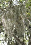 [Spanish moss]