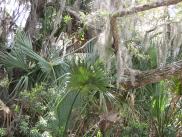 [Spanish moss]