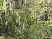 [Spanish moss]