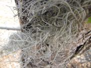 [Spanish moss]