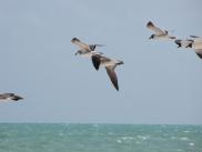 [Key West seagulls]