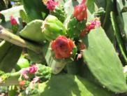 [cactus flowers]