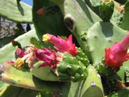 [more cactus flowers]