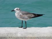 [Seagull by the dock at Zachary Taylor Park]