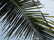 [Palm leaves and sky]