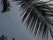 [Palm leaves and sky]