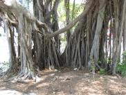 [Banyan Tree]