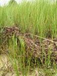 [Sand and grass on the shore of the Lagoon Pond]