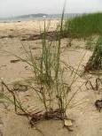 [Sand and grass on the shore of the Lagoon Pond]