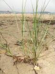 [Sand and grass on the shore of the Lagoon Pond]