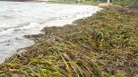 [Seaweed by the Lagoon Pond]