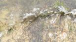 [Seaweed in the Lagoon Pond]