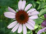 [Flowers along the trail]