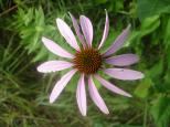 [Flowers along the trail]