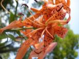 [Flowers along the path]